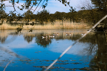 Gänse im See in Deutschland, © Melanie