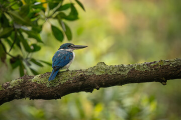 Collared kingfisher perched on a branch, vibrant blue and white plumage contrasting with lush green background in its coastal and mangrove habitat.