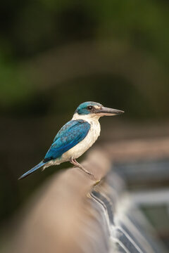 Collared kingfisher perched on a wooden rail in Singapore