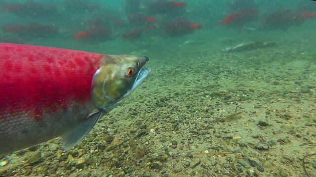Sockeye salmon in Alaska 