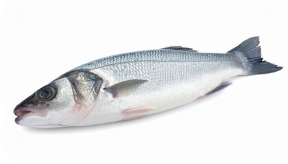 Obraz premium fresh fish on white background