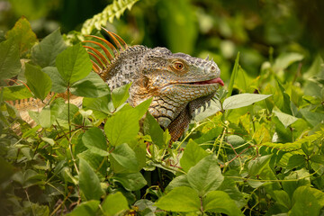Close-up portrait of a green iguana resting in lush tropical vegetation, detailed reptile skin and spines, wildlife nature scene, exotic lizard in natural habitat, shallow depth of field.