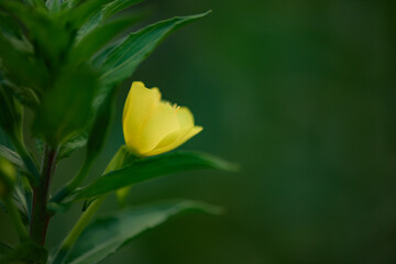 At night, the evening primrose blooms with bright yellow flowers, and snails inhabit the petals