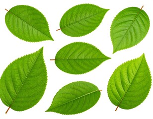 Obraz premium Fresh green leaves arranged on white background