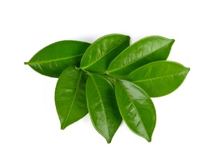 Fototapeta premium Fresh green leaves clustered together