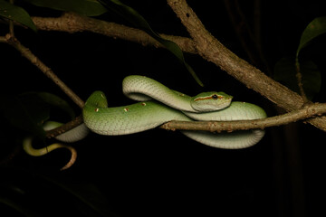 Striking male Wagler's Pit Viper (Tropidolaemus wagleri) coiled on a branch, showcasing its vibrant green scales and distinct facial markings. Captivating venomous reptile in its natural habitat.