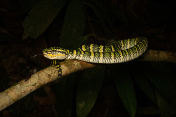 Stunning female Wagler's Pit Viper (Tropidolaemus wagleri) on a branch. Its vibrant green & yellow patterns highlight this venomous, arboreal snake in its tropical rainforest habitat. Southeast Asian.
