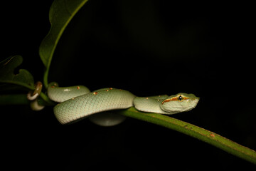Striking male Wagler's Pit Viper (Tropidolaemus wagleri) coiled on a branch, showcasing its vibrant green scales and distinct facial markings. Captivating venomous reptile in its natural habitat.