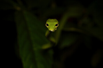 Vivid green vine snake (Ahaetulla prasina) camouflaged among tropical foliage, slender and elegant on a branch in its natural jungle habitat. Exotic reptile and wildlife beauty.