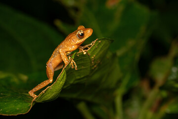 Cinnamon frog (Nyctixalus pictus) resting on green leaf, close-up macro of rare tropical amphibian with textured skin, Southeast Asian rainforest wildlife, shallow depth of field.