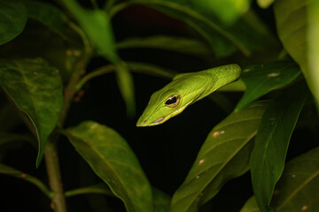 Vivid green vine snake (Ahaetulla prasina) camouflaged among tropical foliage, slender and elegant on a branch in its natural jungle habitat. Exotic reptile and wildlife beauty.