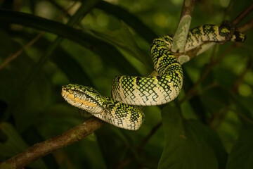 Stunning female Wagler's Pit Viper (Tropidolaemus wagleri) on a branch. Its vibrant green & yellow patterns highlight this venomous, arboreal snake in its tropical rainforest habitat. Southeast Asian.