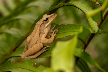 Golden tree frog (Polypedates leucomystax) clinging to a branch, its slender limbs and bright eyes highlighted against a lush tropical forest background.