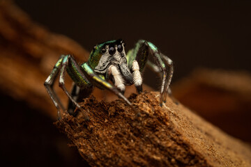 Macro of Cosmophasis thalassina jumping spider with iridescent green-blue legs and striped face. Unique tropical arachnid in rainforest habitat. Perfect for wildlife, nature, and exotic themes.