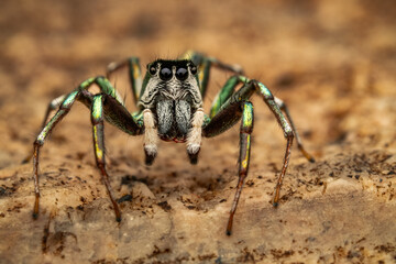 Macro of Cosmophasis thalassina jumping spider with iridescent green-blue legs and striped face. Unique tropical arachnid in rainforest habitat. Perfect for wildlife, nature, and exotic themes.
