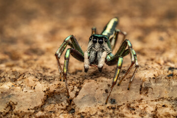 Macro of Cosmophasis thalassina jumping spider with iridescent green-blue legs and striped face. Unique tropical arachnid in rainforest habitat. Perfect for wildlife, nature, and exotic themes.