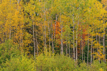 Autumn woods with aspens, Ottawa National Forest, Michigan's Upper Peninsula, USA