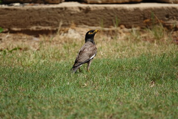 the beautifully colored common myna (Acridotheres tristis)