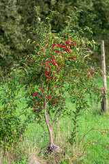 Fototapeta premium Small green tree with vibrant red berries.