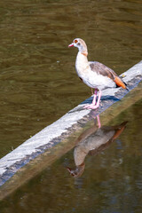 An Egyptian goose stands on a concrete edge, reflected in the water.