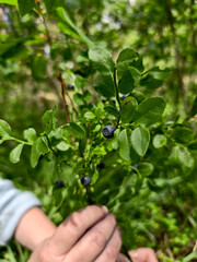 picking blueberries from a blueberry bush when the berries ripen in the sun.