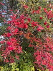 Autumn red leaves and berries on tree branches in Finland
