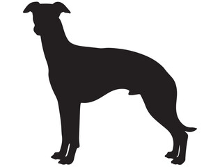 WHIPPET DOG SILHOUETTE