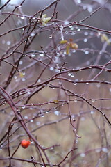 raindrops on a branch