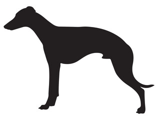 WHIPPET DOG SILHOUETTE