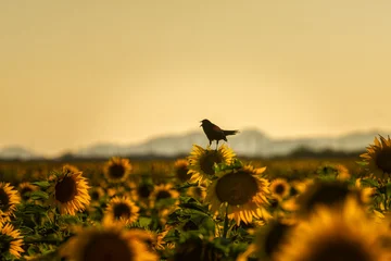 Fototapete Arizona Arizona Sunflower Field  © brent coulter
