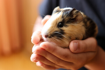 People take care of the guinea pig and play with it.