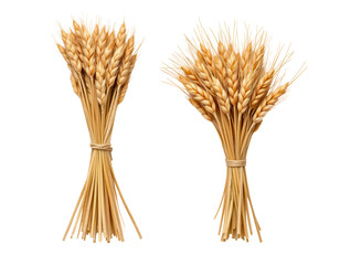 Fototapeta premium Bundles of Golden Wheat Stalks on a Transparent background
