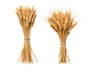 Bundles of Golden Wheat Stalks on a Transparent background
