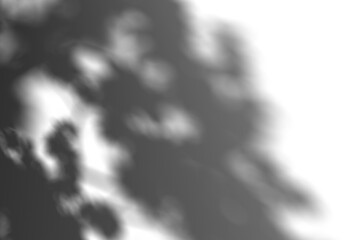 Transparent shadow of tree leaves, close-up view