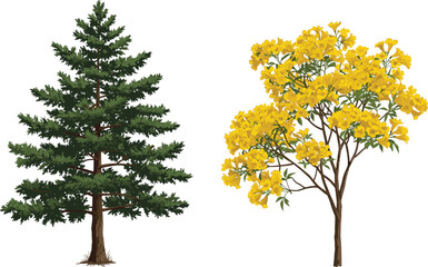 Fototapeta premium Coniferous tree, flowering tree, yellow blossoms, green foliage, seasonal contrast, forest diversity, botanical landscape, tree comparison, nature scene, vibrant canopy