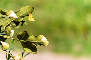 A vibrant yellow butterfly Orange Sulphur (Colias eurytheme) rests delicately on a green leaf, with a soft, blurred green background creating a natural, serene atmosphere.
