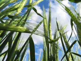 beautiful green cereal field natural landscape spikes straw food industry