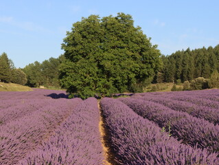 Beautiful lavender field full of fragrant purple flowers, perfume industry