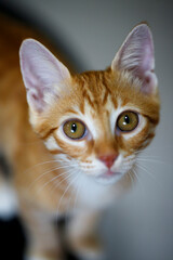 A rescued white and ginger stray kitten in caring human hands.