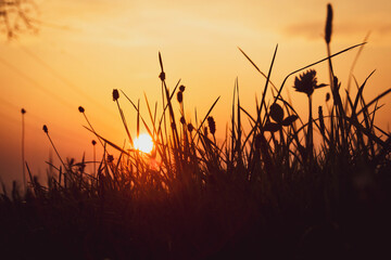 Sonnenuntergang auf der Wiese