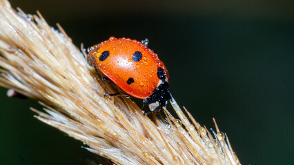 ladybug on a blade of grass