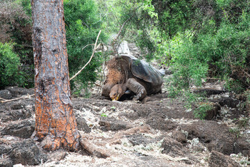 Galàpagos Tortoise eating in a Wooded Area in Santa Cruz  