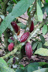 Cacao Pods Growing on a Tree
