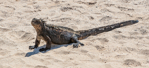 Marine Iguana on the beach in Santa Cruz