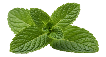 Fresh Green Mint Leaves Sprig Isolated on White Background Keywords: mint, fresh, green, leaves, herb, plant, ingredient, aroma, natural, organic, healthy, cooking, garnish, tea isolated on a 