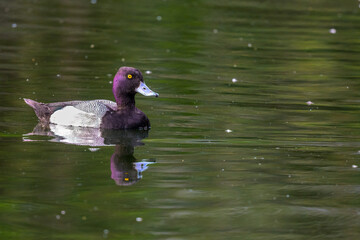 Male Lesser Scaup Swimming on the Pond in Audubon Park, New Orleans, LA, USA