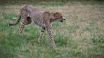 Adult Male Cheetah Walking on Grass