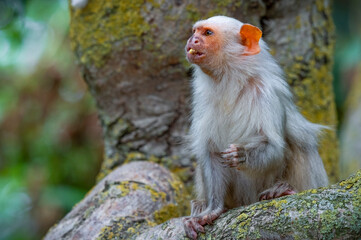 Silvery Marmoset Eating an Insect