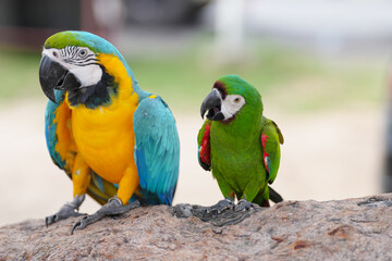 blue and yellow macaw with Red-shouldered hestnut macaw.