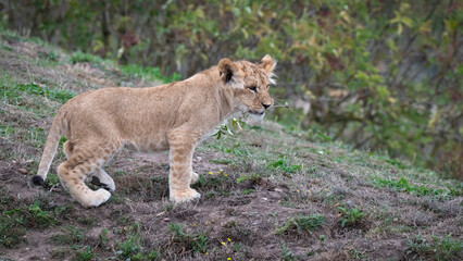 Young Lion Cub Standing on the Ground